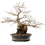 Carpinus coreana, 31 cm, ± 40 years old