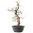 Carpinus coreana, 45 cm, ± 40 anni