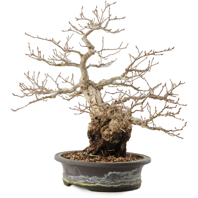 Carpinus coreana, 31 cm, ± 40 años
