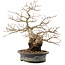 Carpinus coreana, 31 cm, ± 40 anni