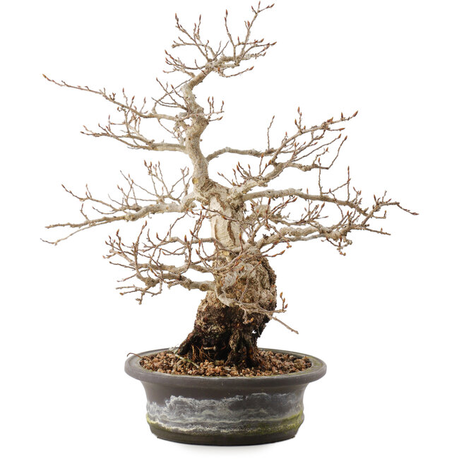 Carpinus coreana, 31 cm, ± 40 anni