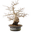 Carpinus coreana, 31 cm, ± 40 anni