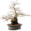 Carpinus coreana, 31 cm, ± 40 ans