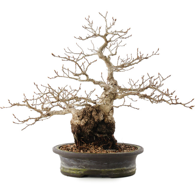 Carpinus coreana, 31 cm, ± 40 jaar oud