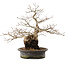 Carpinus coreana, 31 cm, ± 40 anni