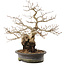 Carpinus coreana, 31 cm, ± 40 anni