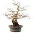 Carpinus coreana, 31 cm, ± 40 anni