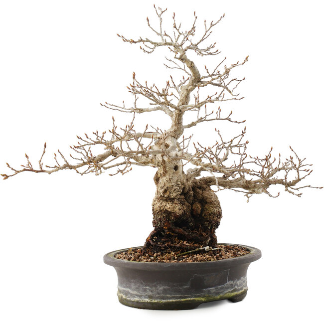 Carpinus coreana, 31 cm, ± 40 years old