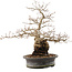 Carpinus coreana, 31 cm, ± 40 anni