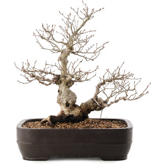 Carpinus coreana, 34,5 cm, ± 40 anni