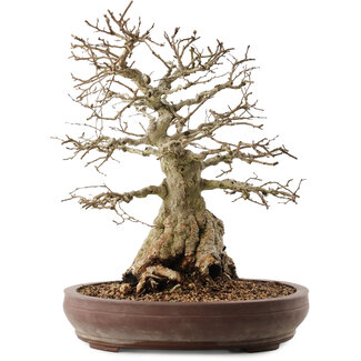 Carpinus coreana, 42 cm, ± 40 anni