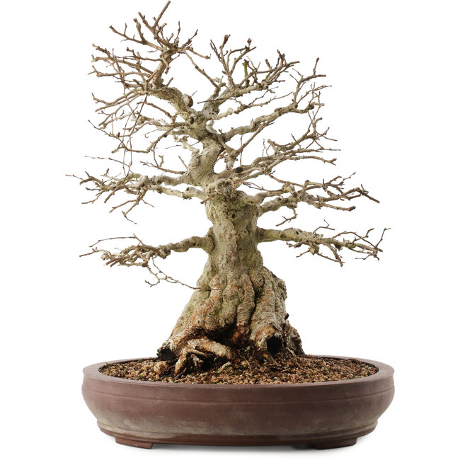 Carpinus coreana, 42 cm, ± 40 jaar oud