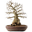 Carpinus coreana, 42 cm, ± 40 anni