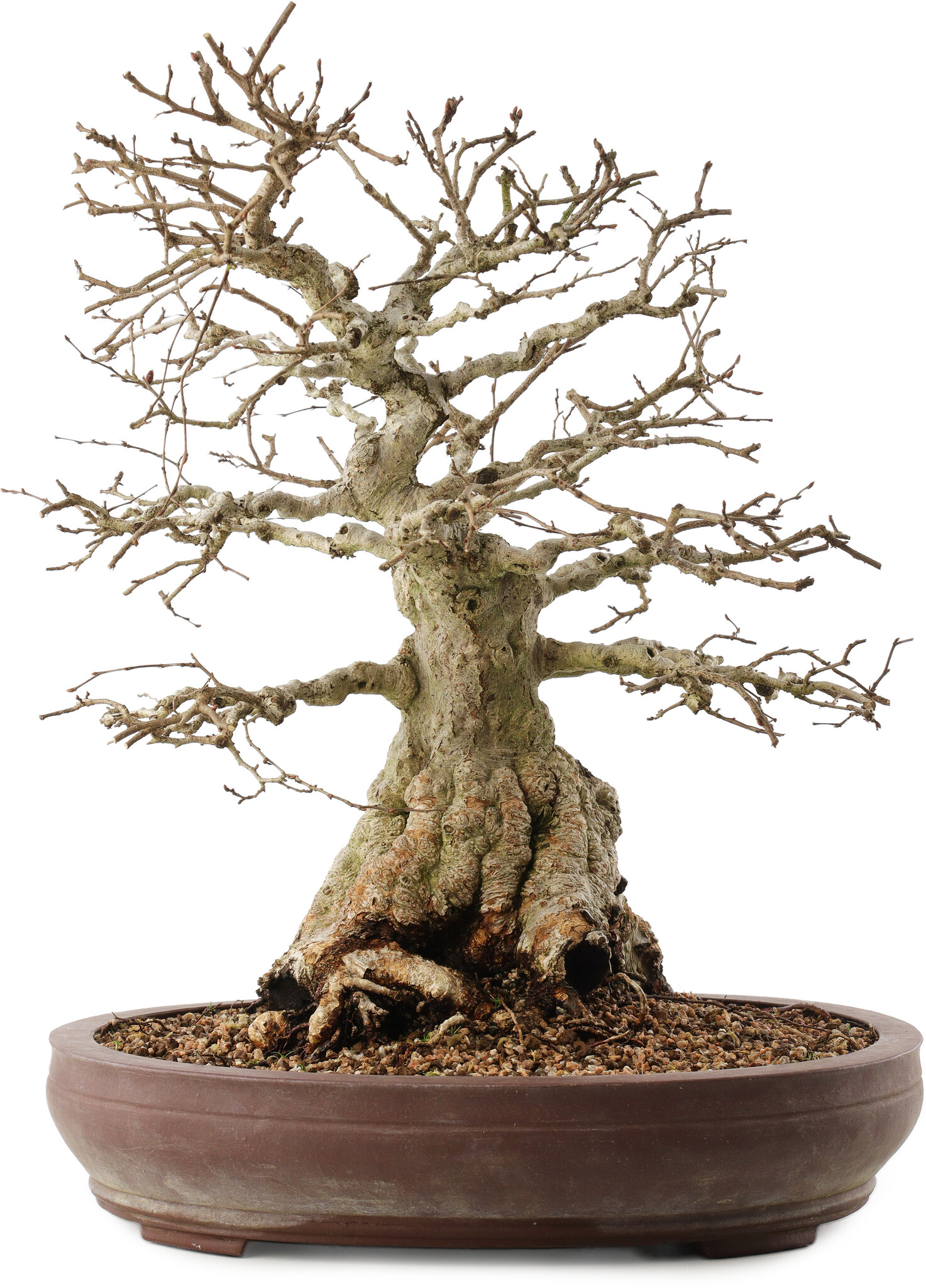 Carpinus coreana, 42 cm,  40 Jahre alt - Bonsai Plaza