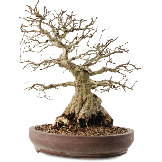Carpinus coreana, 42 cm, ± 40 years old