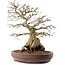 Carpinus coreana, 42 cm, ± 40 ans