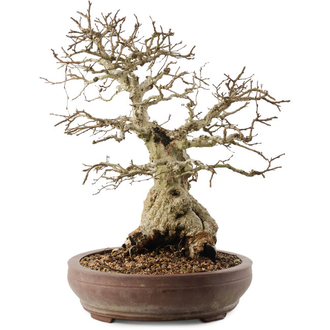 Carpinus coreana, 42 cm, ± 40 años