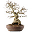 Carpinus coreana, 42 cm, ± 40 jaar oud