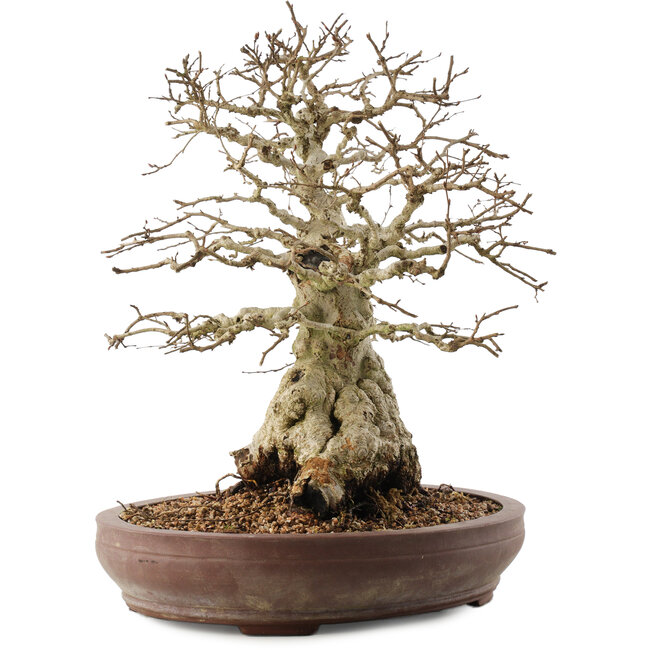 Carpinus coreana, 42 cm, ± 40 ans