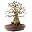 Carpinus coreana, 42 cm, ± 40 anni