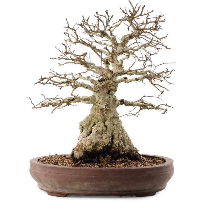 Carpinus coreana, 42 cm, ± 40 years old