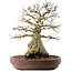 Carpinus coreana, 42 cm, ± 40 anni