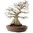 Carpinus coreana, 42 cm, ± 40 anni