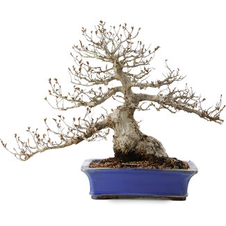 Carpinus coreana, 43 cm, ± 40 años