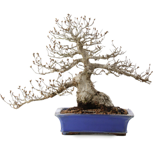 Carpinus coreana, 43 cm, ± 40 jaar oud