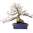 Carpinus coreana, 43 cm, ± 40 anni