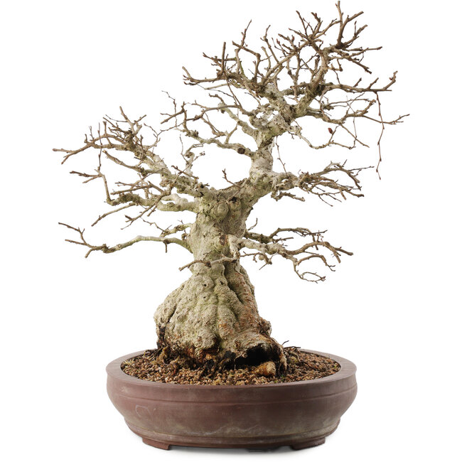 Carpinus coreana, 42 cm, ± 40 ans