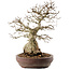 Carpinus coreana, 42 cm, ± 40 ans