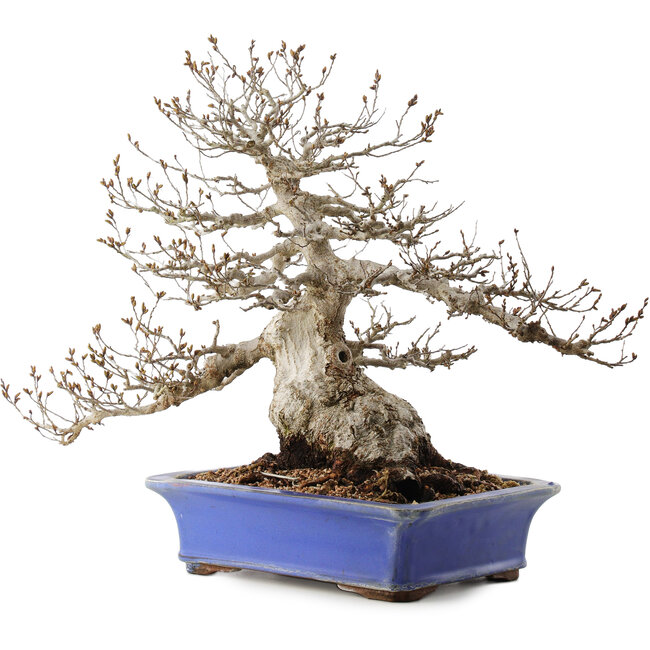 Carpinus coreana, 43 cm, ± 40 jaar oud