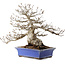 Carpinus coreana, 43 cm, ± 40 ans