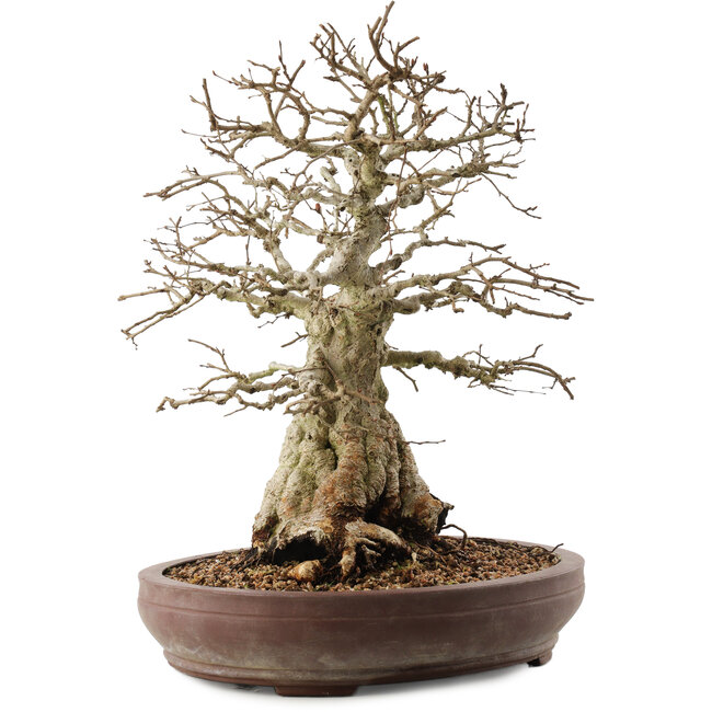 Carpinus coreana, 42 cm, ± 40 years old