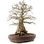 Carpinus coreana, 42 cm, ± 40 anni