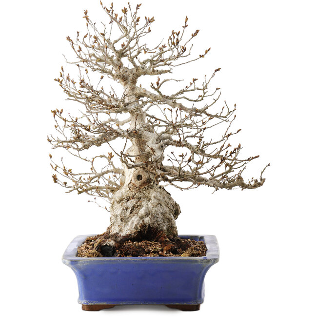 Carpinus coreana, 43 cm, ± 40 años