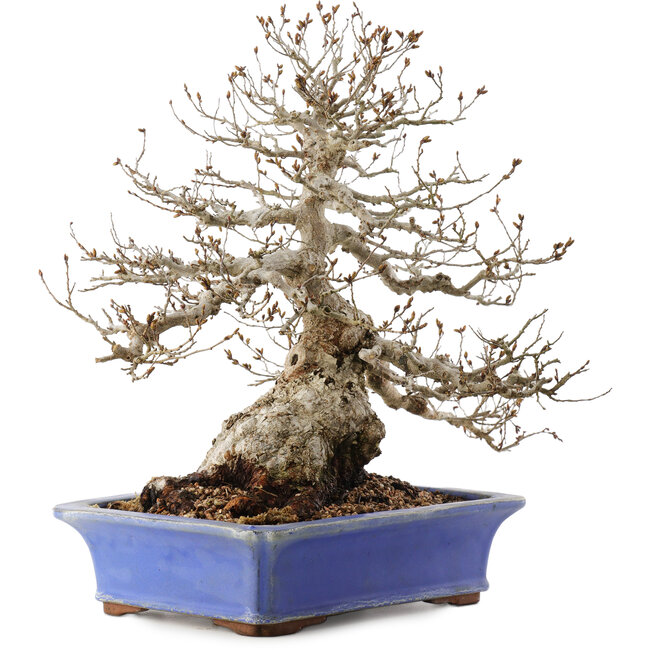 Carpinus coreana, 43 cm, ± 40 Jahre alt