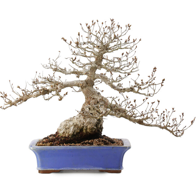 Carpinus coreana, 43 cm, ± 40 años