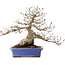 Carpinus coreana, 43 cm, ± 40 anni