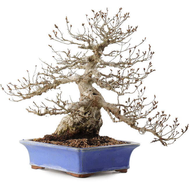 Carpinus coreana, 43 cm, ± 40 jaar oud