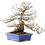 Carpinus coreana, 43 cm, ± 40 anni