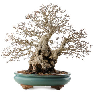 Carpinus coreana, 53,5 cm, ± 40 ans