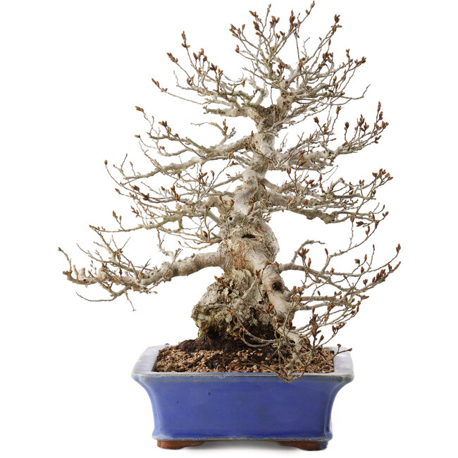 Carpinus coreana, 43 cm, ± 40 anni