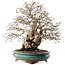 Carpinus coreana, 53,5 cm, ± 40 anni