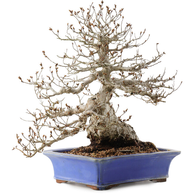 Carpinus coreana, 43 cm, ± 40 ans