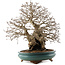 Carpinus coreana, 53,5 cm, ± 40 years old