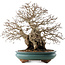 Carpinus coreana, 53,5 cm, ± 40 anni