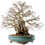 Carpinus coreana, 53,5 cm, ± 40 Jahre alt