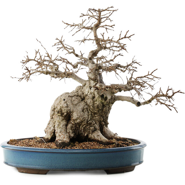 Carpinus coreana, 45 cm, ± 40 jaar oud